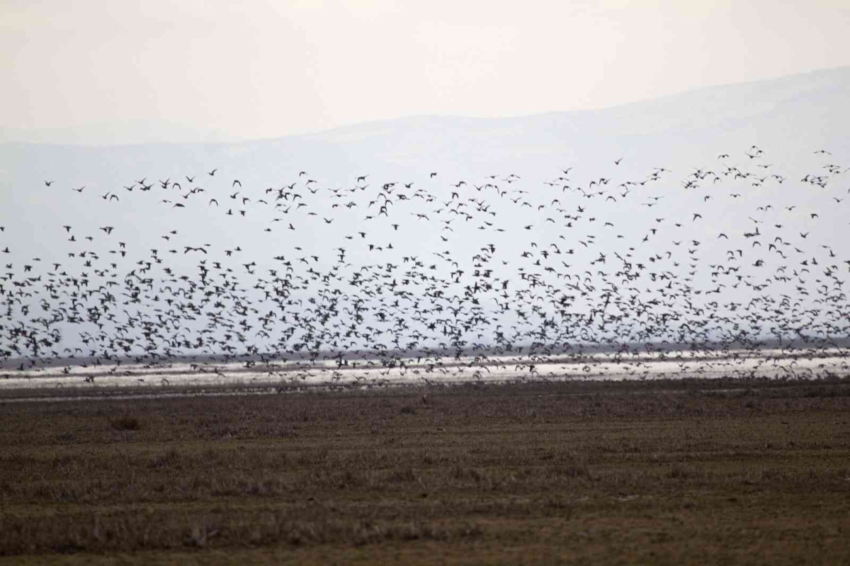2023 Yılı Kış Ortası Su Kuşu Sayımları Tamamlandı
