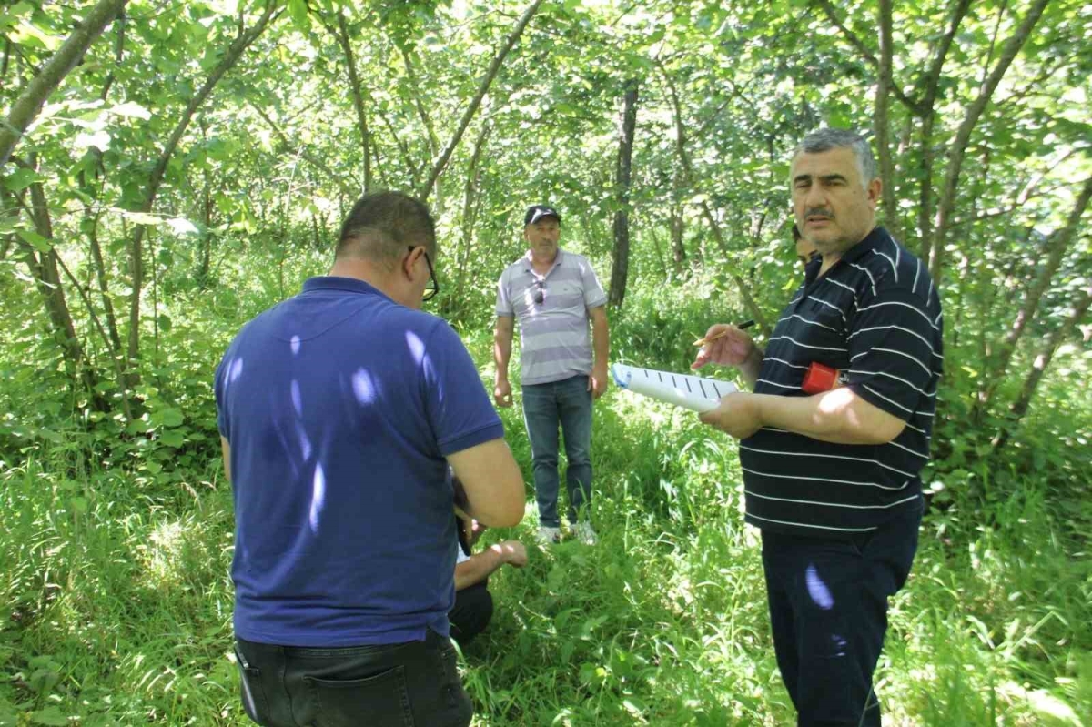 Trabzon’da fındıkta rekolte tespit çalışmaları başladı
