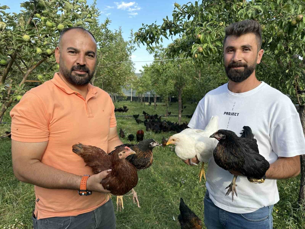 8 civcivle işe başlayan 4 öğretmen bin 200 tavuklu çiftlik kurdu
