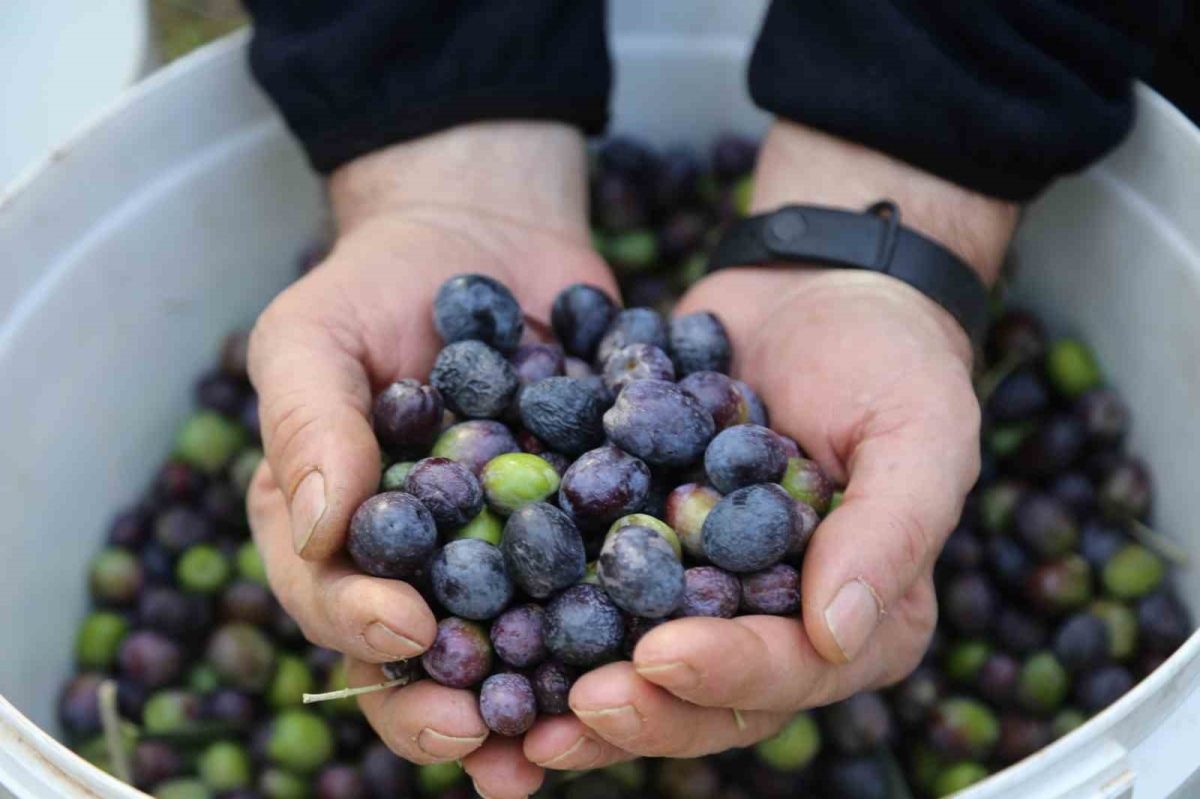 Artvin’in Yusufeli ilçesinin ödüllü Butko zeytininin hasadına başlandı
